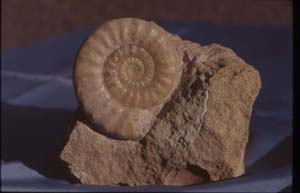 Acanthopleuroceras, Carixium, Lias, Stbr. Fresney-le-Puceux, Normandie, Frankreich Breite: 11 cm